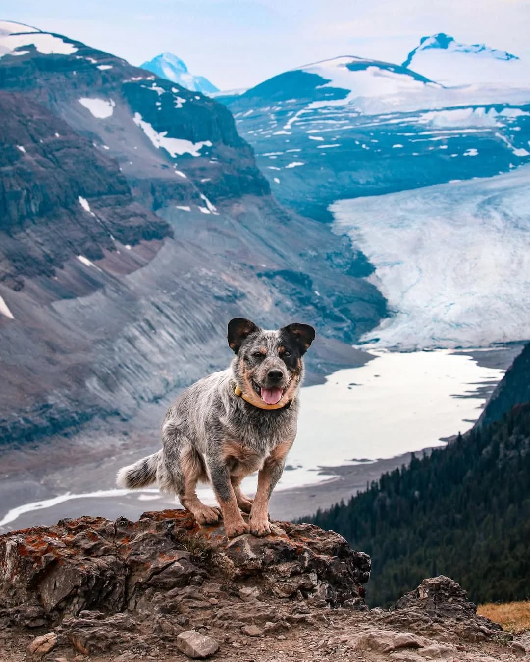 This is going to be a pinned post answering some FAQs about Monty!
1. What breed is he?
Monty is a mixed breed with mostly cattle dog (swipe for his full DNA tested by @embarkvet ). his super mutt has kelpie and Rottweiler.
2. Where did you get him?
Monty is from forget me not shelter in republic Washington!
3.Why does he stick his tongue out so much?
Monty was born with an overbite and smaller and missing teeth. His tongue does not fit properly in his mouth and is not seated in his bottom jaw properly so it’s always sticking out a little bit. It sticks out more or less depending on how he is feeling. Big feelings means big blep. 👅
4.What do you use to take photos?
Canon EOS 70D and I edit in Lightroom
5. Where are you guys located?
The pacific north west! We split our time between British Columbia and Washington state
6.Can I pet Monty?
Yes! Monty loves people so if you see us feel free to ask to say hi!
Let me know if you have any other questions that you feel should be answered and pinned!
#australiancattledog #australiancattledogsofinstagram #blueheeler #blueheelersofinstagram #blueheelers #blueheelerpuppy #australiancattledogs #pup #puppy #dog #dogsofinstagram #dogs #puppiesofinstagram #pupper #bassethound #cute #animal #pupsofinstagram #puppylife #puppyoftheday #australianshepherd