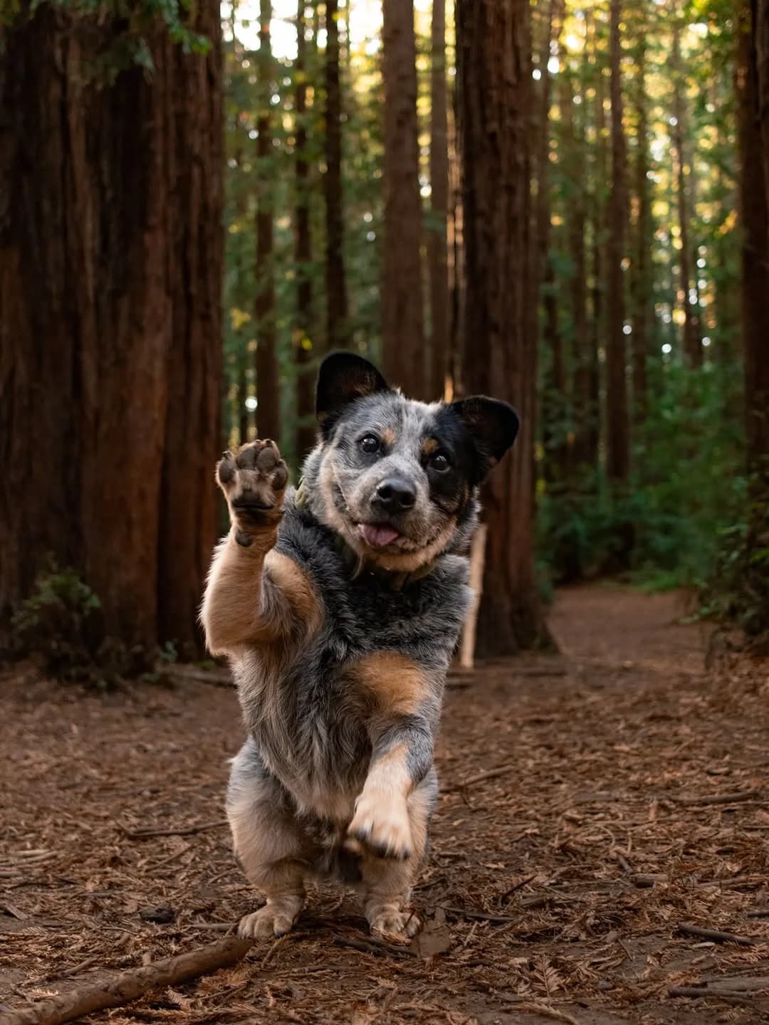 Waving hello from the redwoods!
#dogsofinstagram #bluey #australiancattledogs #redwoods