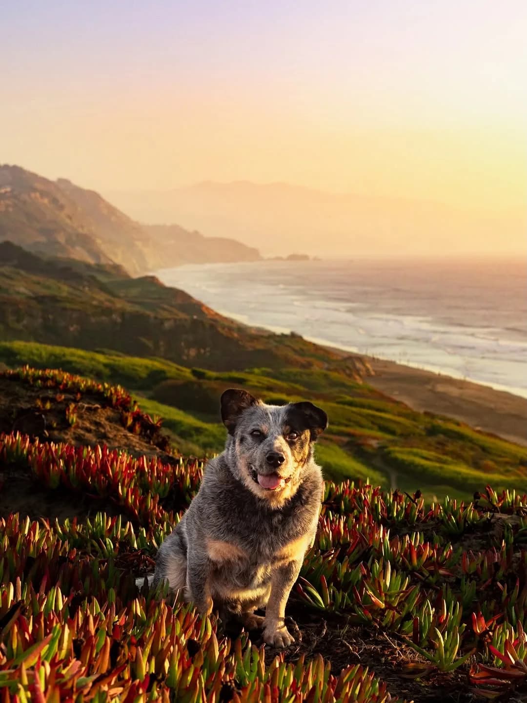 Trading beaches for mountains this holidays! We’re headed up to Washington/BC for the holidays and we’re so excited to see our friends, find some truffles, and romp in the snow!
#bayarea #australiancattledog #dogphotography