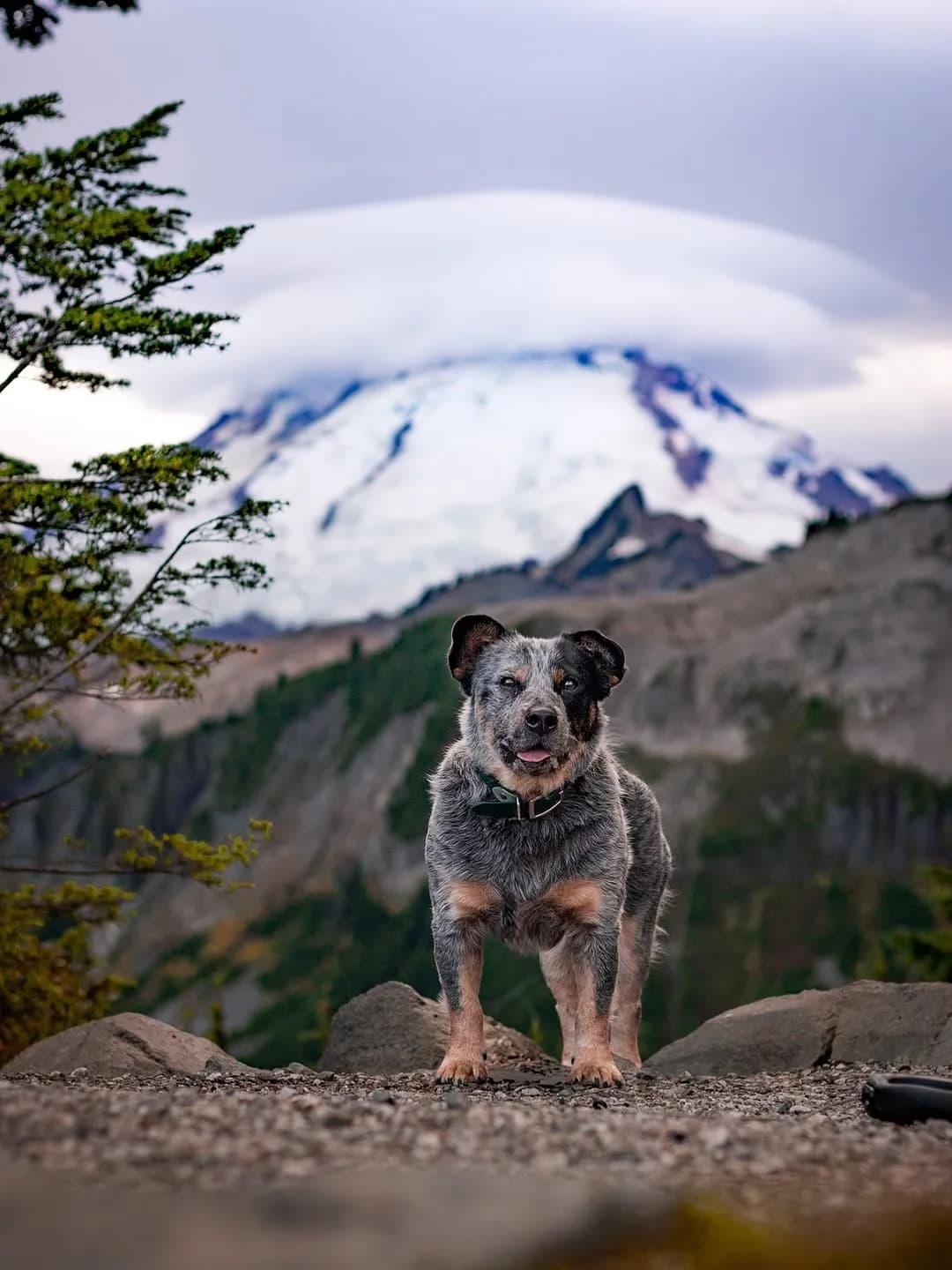 Miss the PNW everyday! California has been lovely but our hearts are definitely in the cascades 🏔️
#dogphotography #pnw #mtbaker #cutedog #bluey