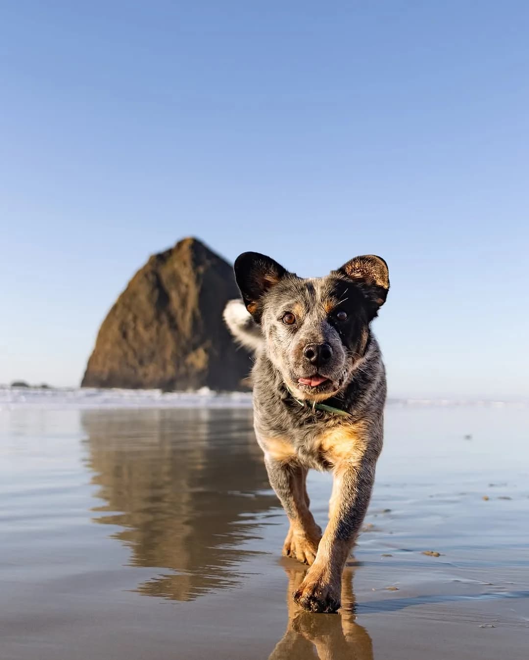 Monty 2026 Calendars are available for Pre-Order!
Please note that this is only a Pre-Order therefore they will not be shipped out for some time! This is so I have an idea of how many to order. I expect to order them sometime at the end of October and start shipping them in the first week of November.
I am also opening up the option for Canadians to purchase but these will be shipped out even later as they need to be shipped directly from Canada to keep shipping costs down.
As a thank you for peoples support and ordering early any Calendars ordered in October will be discounted to $25 instead of $30. There will also be a Monty sticker included in every preorder!
This is one of our favorite projects and we put a lot of effort collecting the photos throughout the year. Thank you everyone for your continued support and we hope you love it!
Order here: https://montythecuddledogshop.myshopify.com/ or link in bio!