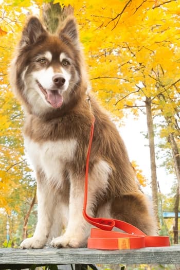 Waterproof Adventure Leash