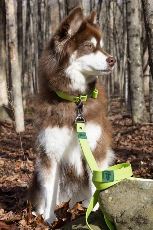 Mossy Pine Waterproof Leash - alternate view